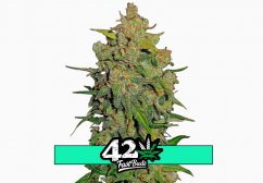 Lemon AK Auto - automatycznie kwitnące nasiona marihuany 3 szt Fast Buds