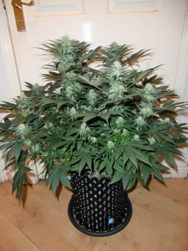 Blue Velvet® - feminizovaná semínka 3ks Dutch Passion