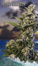 Kraken - 5 feminized Buddha Seeds seeds