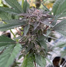 Big Mike's Genetics Gelo SOAP feminizované semená, 3 ks