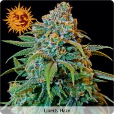 Liberty Haze - feminisierte Samen 5 Stück Barney's Farm