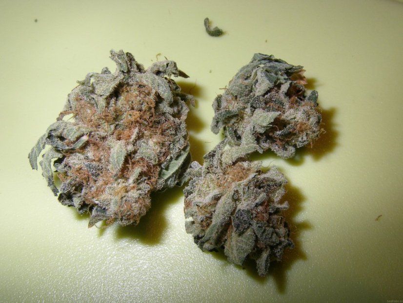 Jack 47 – feminizované semienka 10 ks Sweet Seeds