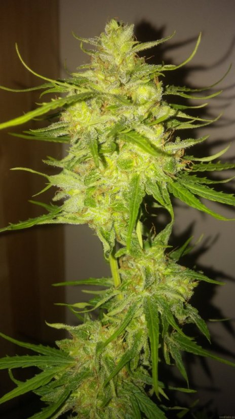 Vertigo - feminizované a autoflowering semienka 10ks Paradise Seeds