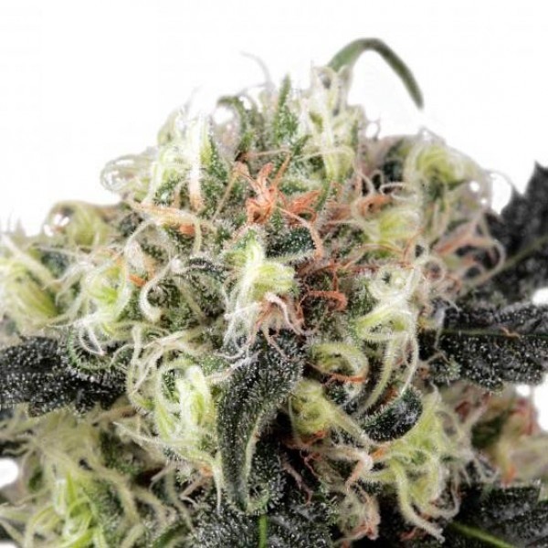 Snow Bud - feminizovaná semena 10 ks Dutch Passion