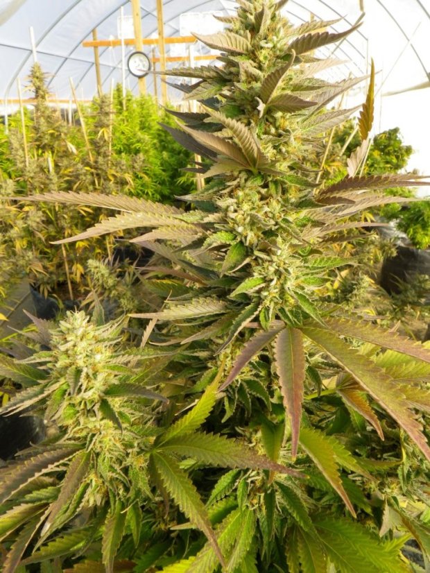 Chemdawg - feminizovaná semínka 5ks Humboldt