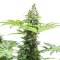Durban Poison - African Cannabis that would kick-start even an elephant