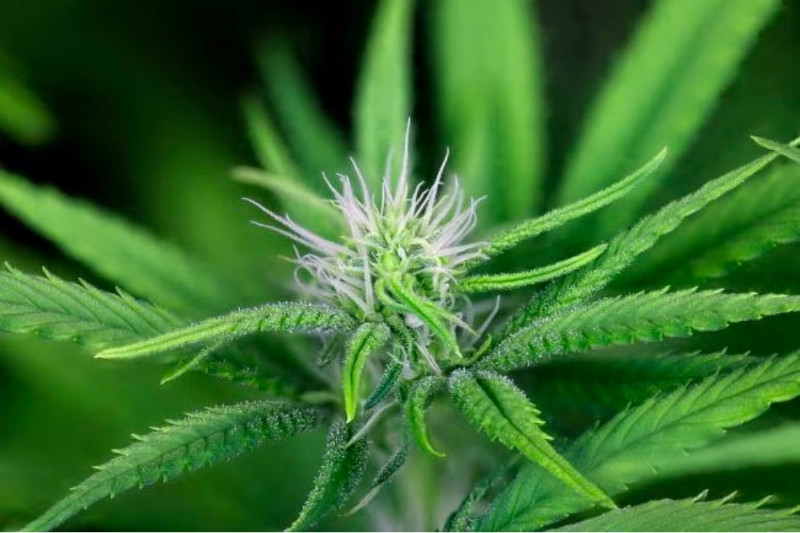 Peyote Zkittlez - feminized cannabis seeds 3 pcs, Seedsman