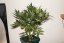 Sweet Skunk Auto – 5 ks autoflowering semien Sweet Seeds