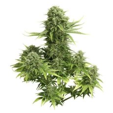 StarRyder autoflowering semínka 3ks Dutch Passion