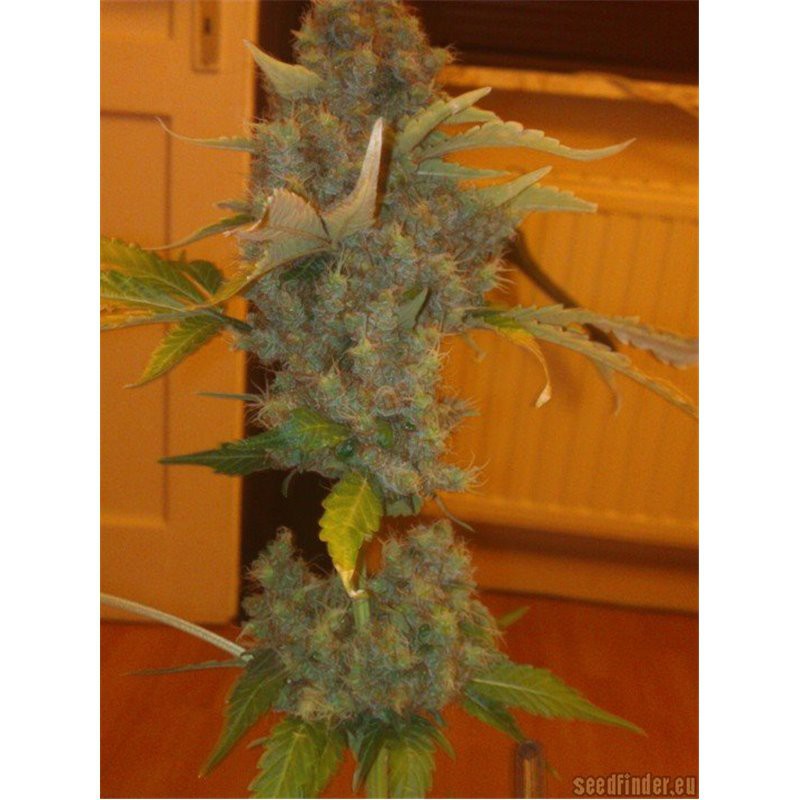 Honey Cream (Fast Flowering) - feminizovaná semínka 5ks Royal Queen Seeds