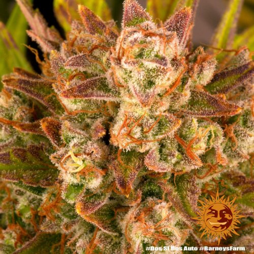 Dos Si Dos Auto - autoflowering marijuana seeds 10 pcs Barney´s Farm