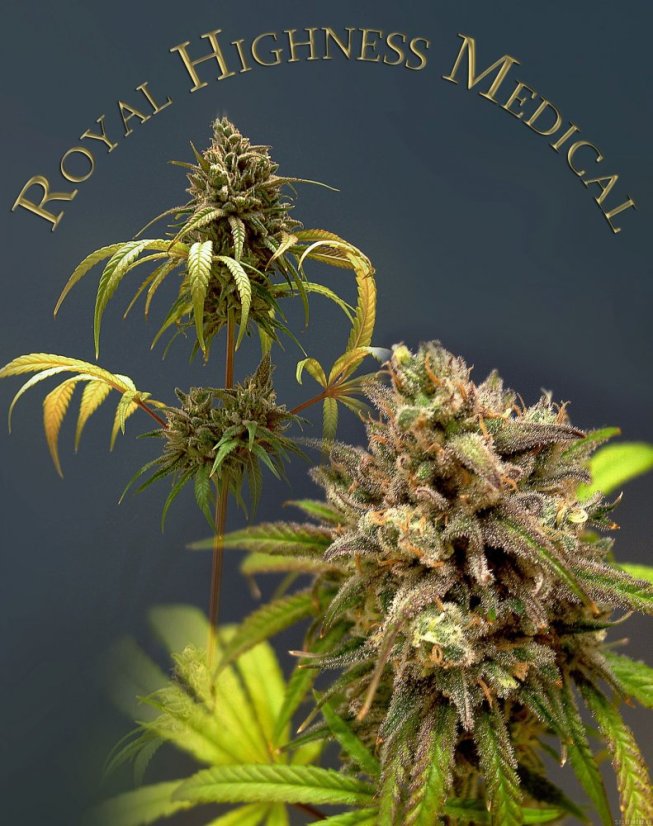 Royal Highness - feminizovaná semena 10 ks Royal Queen Seeds