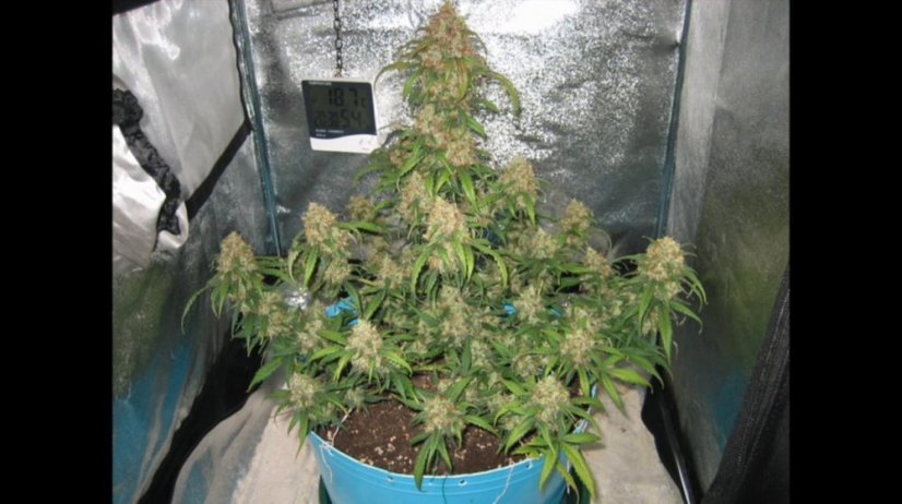 White Widow Automatic - samonakvétací semínka 5 ks Royal Queen Seeds