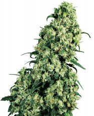 Skunk n.1 - feminizovaná semínka 25 ks Sensi Seeds