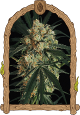 Triple A (AAA) Auto - feminizovaná samonakvétací semena, 5 ks, Exotic Seed