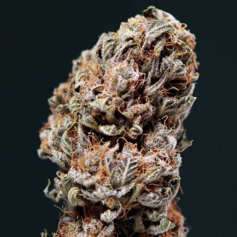 Sirup auto - feminizované semená, 3 ks, Buddha Seeds