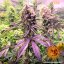 Glookies - feminisierte Marihuana-Samen 10 Stück Barney's Farm