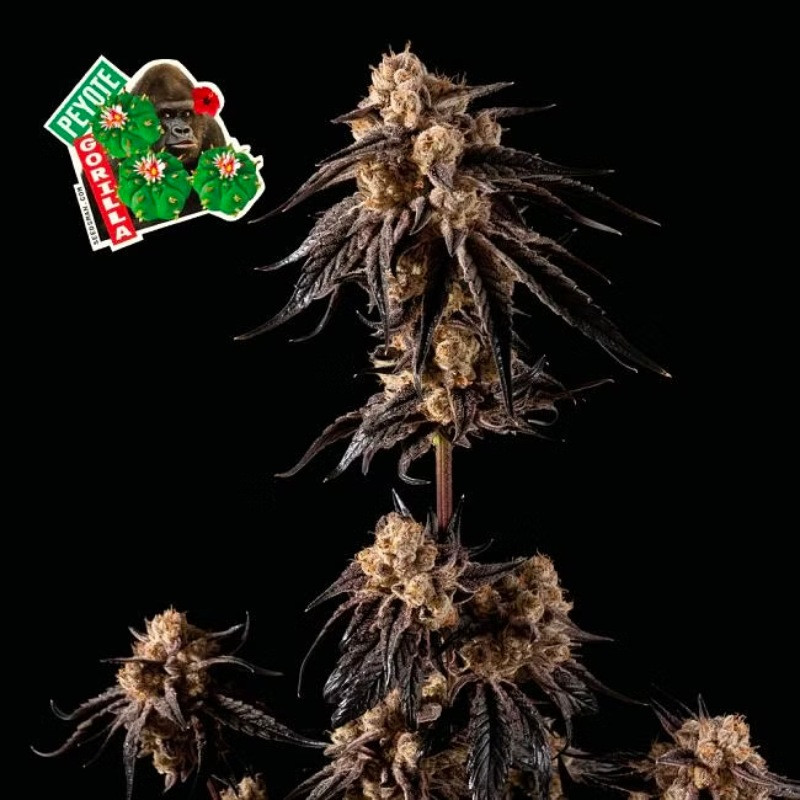 Peyote Gorilla - feminizovaná semena konopí 3 ks, Seedsman