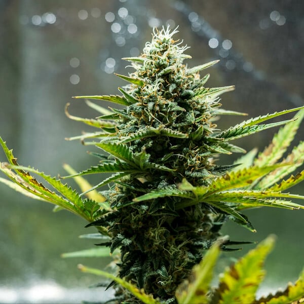 Auto Banana OG Kush - samonakvétacie semená 3 ks Cannapio