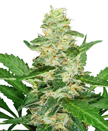 Super Skunk Automatic - feminized And autoflowering seeds 5 pcs Sensi Seeds