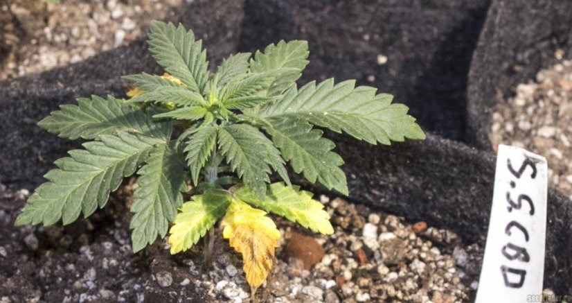 Shark Shock CBD - feminizované semienka 5ks Dinafem