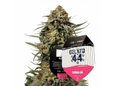 Gelato 44 - feminized 10pcs Royal Queen Seeds x Mike Tyson