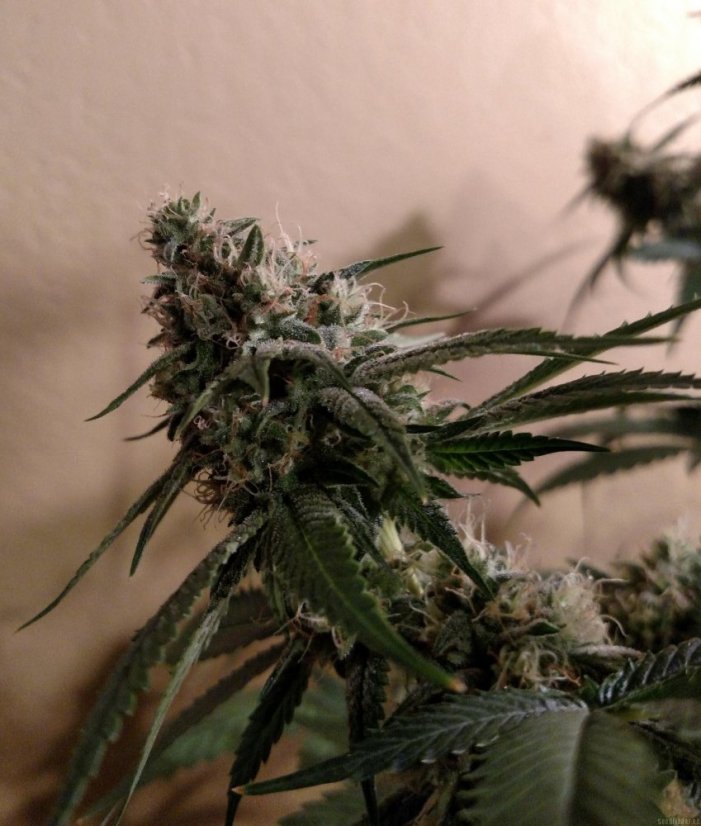 Blue Kush - feminizowane nasiona 5 sztuk Dinafem