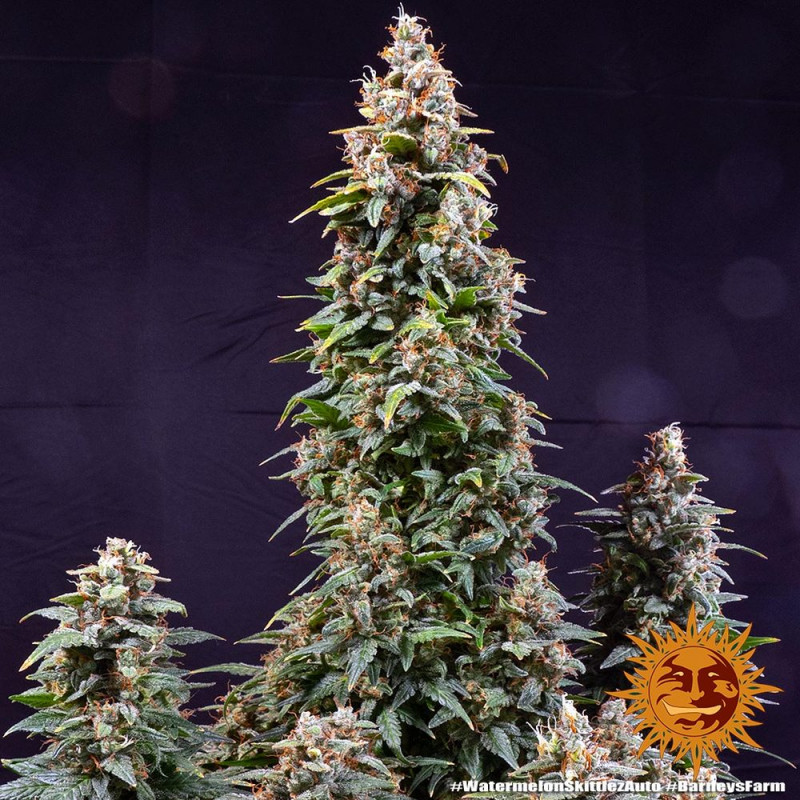 Watermelon Zkittlez Auto - autoflowering semena marihuany 10 ks Barney´s Farm