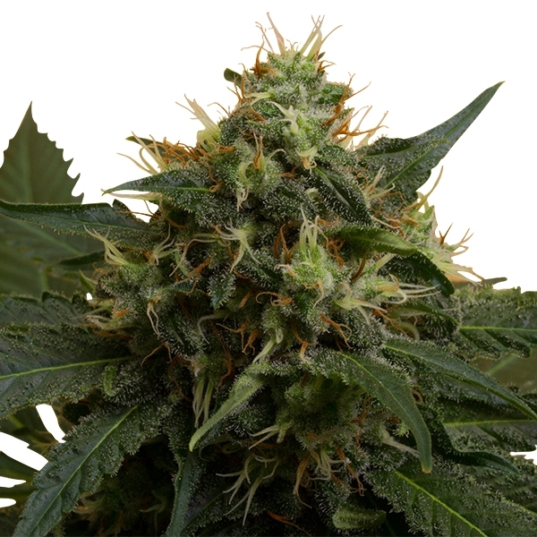 Ice - feminizovaná semínka 10 ks Royal Queen Seeds