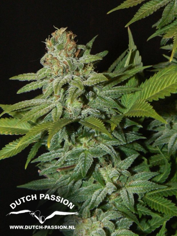 Mazar - reguläre Samen 10 Stück Dutch Passion