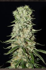 Damnesia - 10pcs feminized seeds Strain Hunters