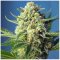 Ice Cool - Frosty variety of cannabis
