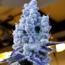 Ethos Genetics Mandarin Cookies V2 feminisierte Samen