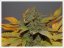 Green Poison Fast Version - feminizované semienka 10ks Sweet Seeds