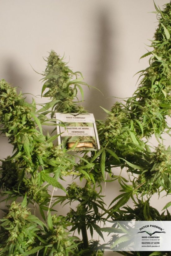 Snow Bud - Feminized Seeds 5 pcs Dutch Passion
