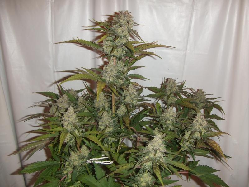 Cream Mandarine Fast Version - feminizovaná semena 5 ks Sweet Seeds