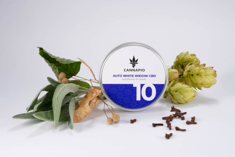 Auto White Widow CBD - selbstblühende Samen10 Stück Cannapio