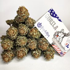 Buddha Gorilla, 3 ks, Buddha Seeds