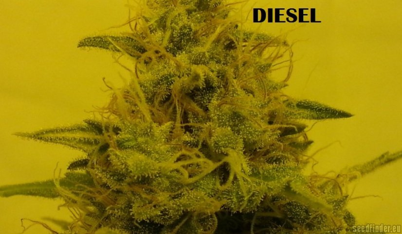 Diesel - 3 feminizowane nasiona Dinafem