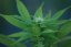 Ed Rosenthal Super Bud - Nasiona 10 szt. Standardowych Sensi Seeds