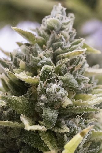 OG Kush Auto - fem. i nasiona autoflowering 5szt. Humboldt