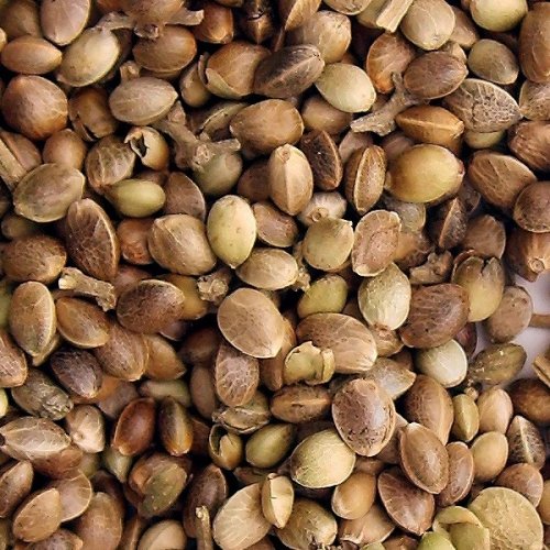 Konopie techniczne (c. Sativa) - Nasiona konopi około 20 nasion