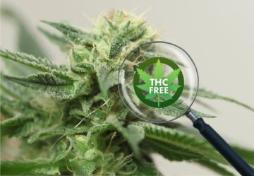 Hanf ohne THC: 7 Gründe, warum Sie ihn lieben werden!