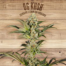 The Plant Organic Seeds OG Kush feminized seeds