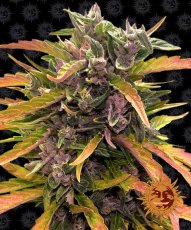 Gorilla Glue Auto - autoflowering semena marihuany 10 ks Barney´s Farm