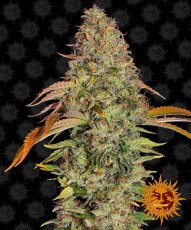 Zkittlez OG Auto - autoflowering semena marihuany 5 ks Barney´s Farm