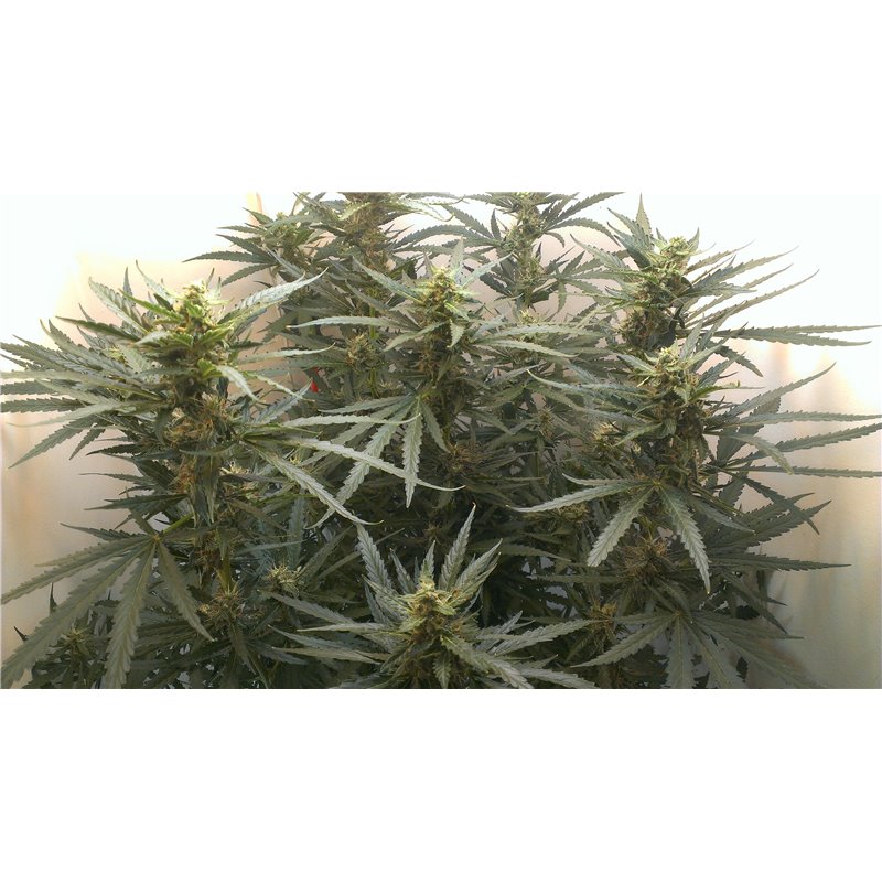 Auto Jack - selbstblühende Samen 5 Stück Fair Seeds