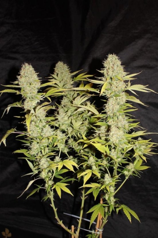 Cream Mandarine Fast Version - feminizovaná semena 5 ks Sweet Seeds