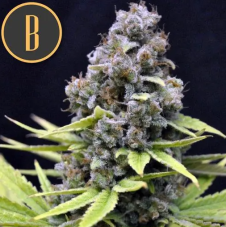 Blimburn Seeds Critical Auto samonakvétací semena