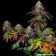 Mimosa EVO - feminizovaná semená marihuany 3 ks Barney´s Farm